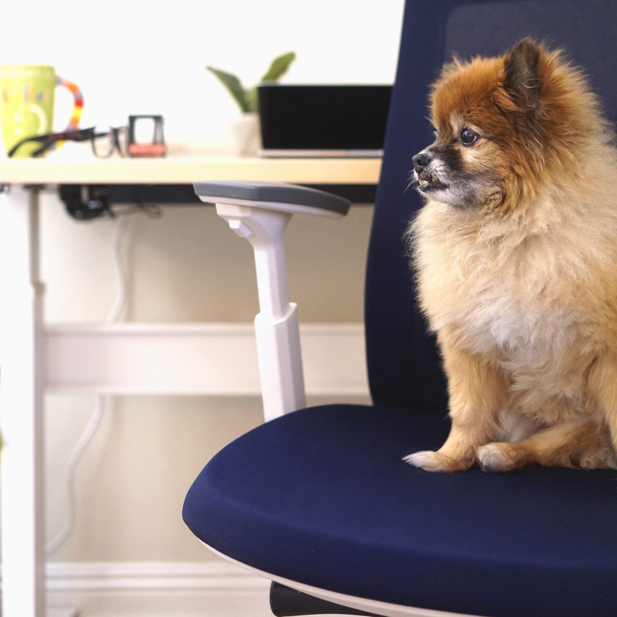 The seat pan and backrest of a navy Eurotech Elevate, with a small dog sitting on the seat