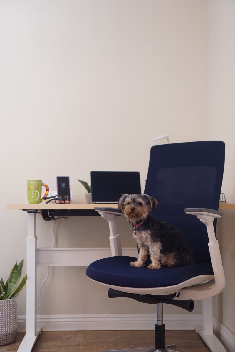 A small dog sitting on the navy seat of a Eurotech Elevate